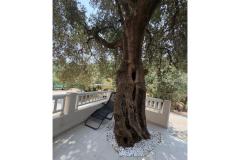 Old Fisherman*s дом with balcony  Апартамент 2 – Olive tree фото 2