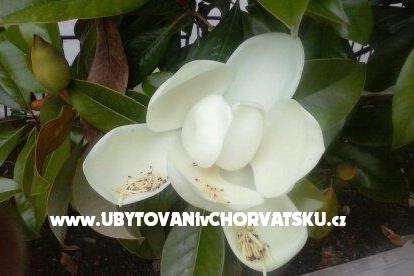 апартаменты Magnolija Биоград на Мору Хорватия