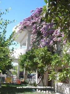 Villa Marko, Stanići фото 3