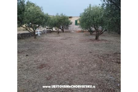Olive grove фото 3