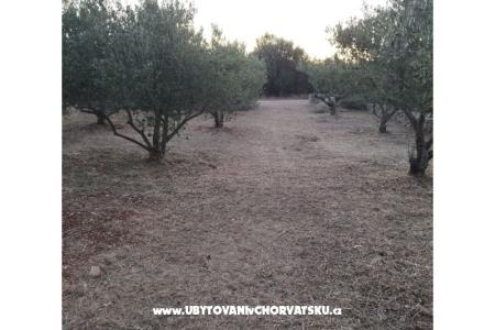 Olive grove фото 4