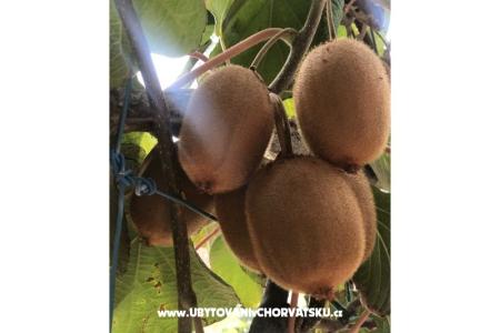 Kiwi дом фото 2