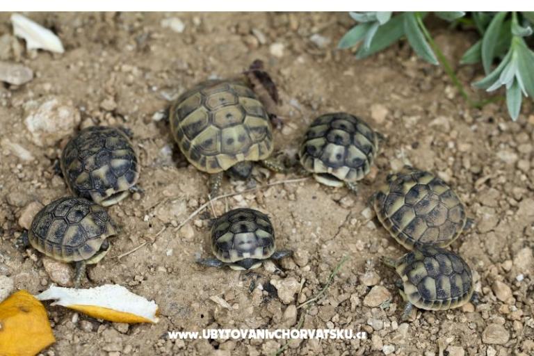 Dva labuda – фото 13