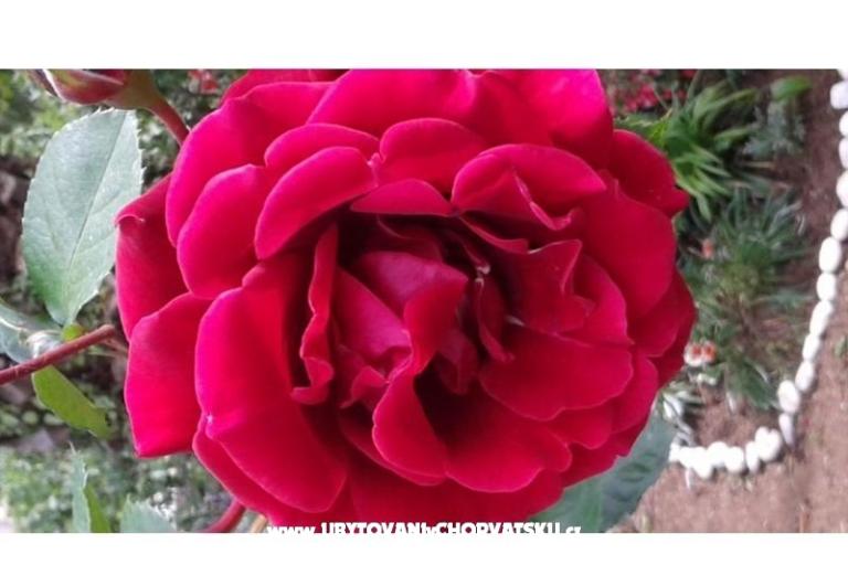 дом Gardenia – фото 2