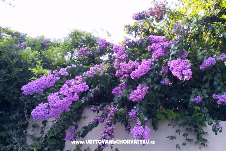 апартаменты Bugenvilla – фото 10