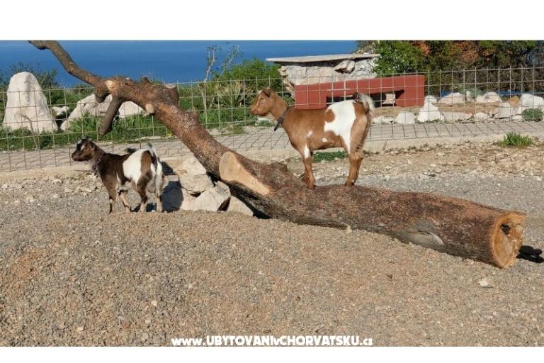 Villa Suzi – фото 6