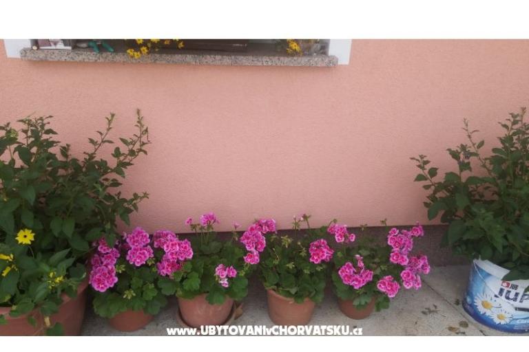 Blazenka Hodak – фото 13