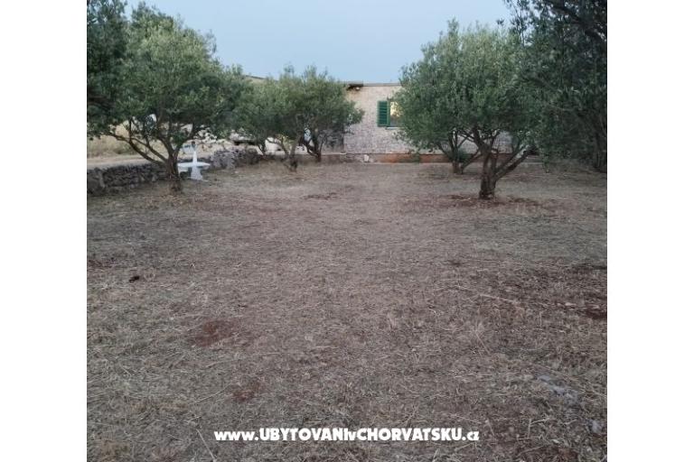 Olive grove – фото 3