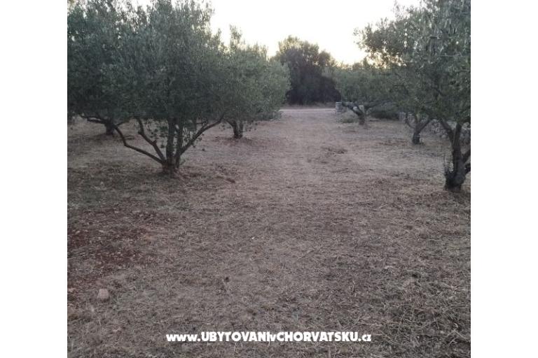 Olive grove – фото 4