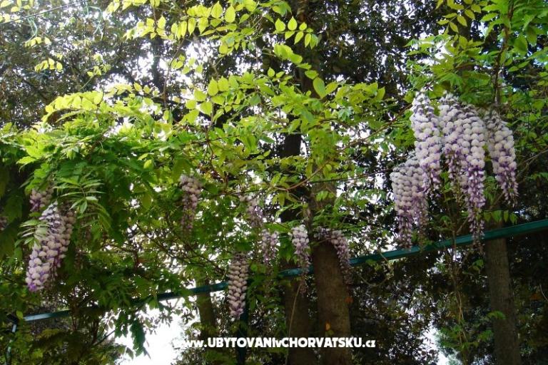 GREEN GARDEN & BUENA VISTA  – фото 12