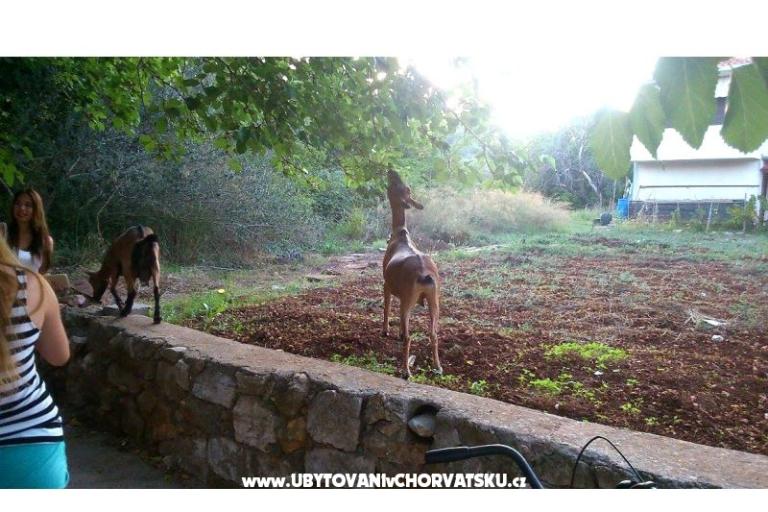 Esso Grиe – фото 12