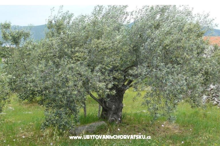 Esso Grиe – фото 7