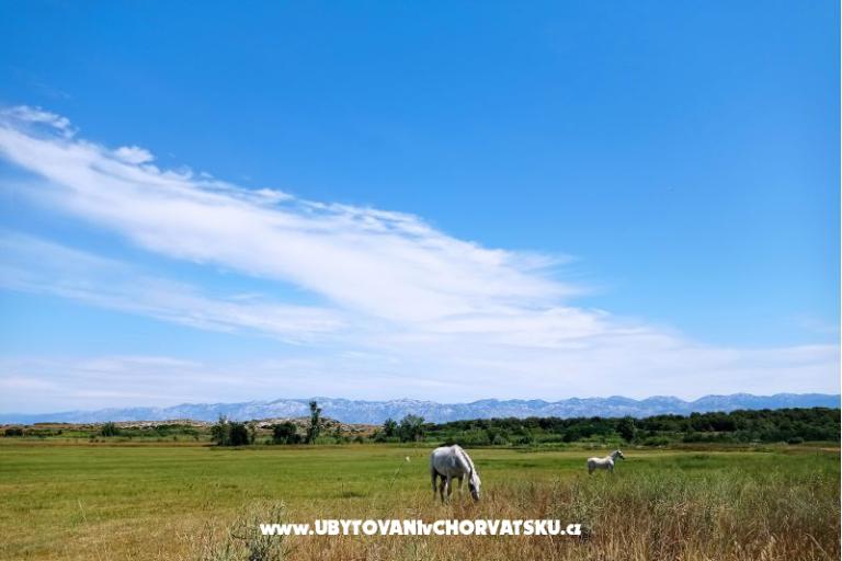 Snježana – фото 32